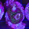 Wysiwyg Acropora Stump #30 *pick up only – read description*