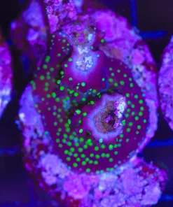 Wysiwyg Acropora Stump #30 *pick up only – read description*