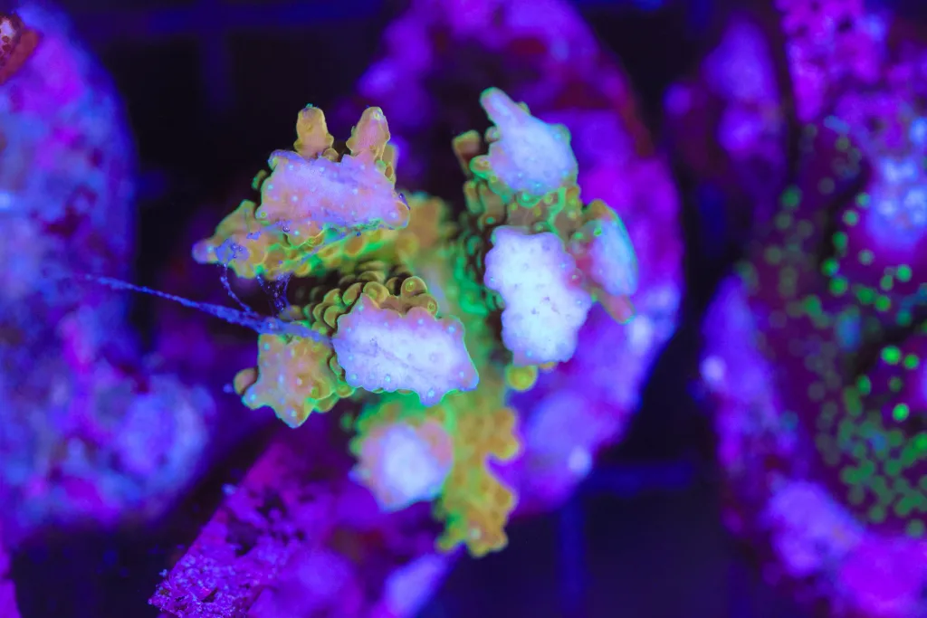 Frag Box Corals