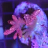 Wysiwyg Acropora Stump #32 *pick up only – read description*