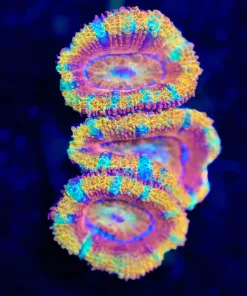 Wysiwyg Ultra Acan Frag [F14]