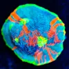 Wysiwyg Rainbow Dynamite Chalice Coral Frag [F20]