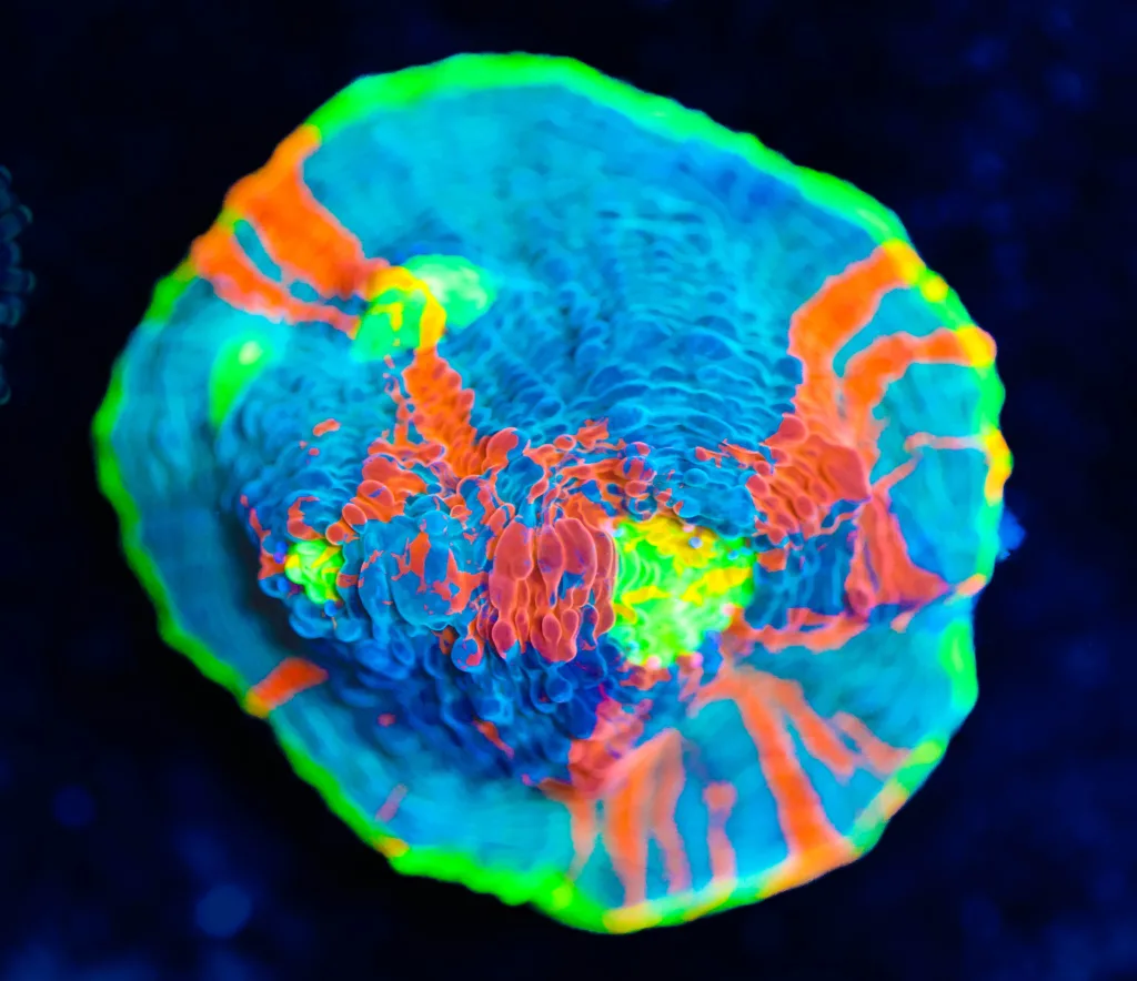 Frag Box Corals