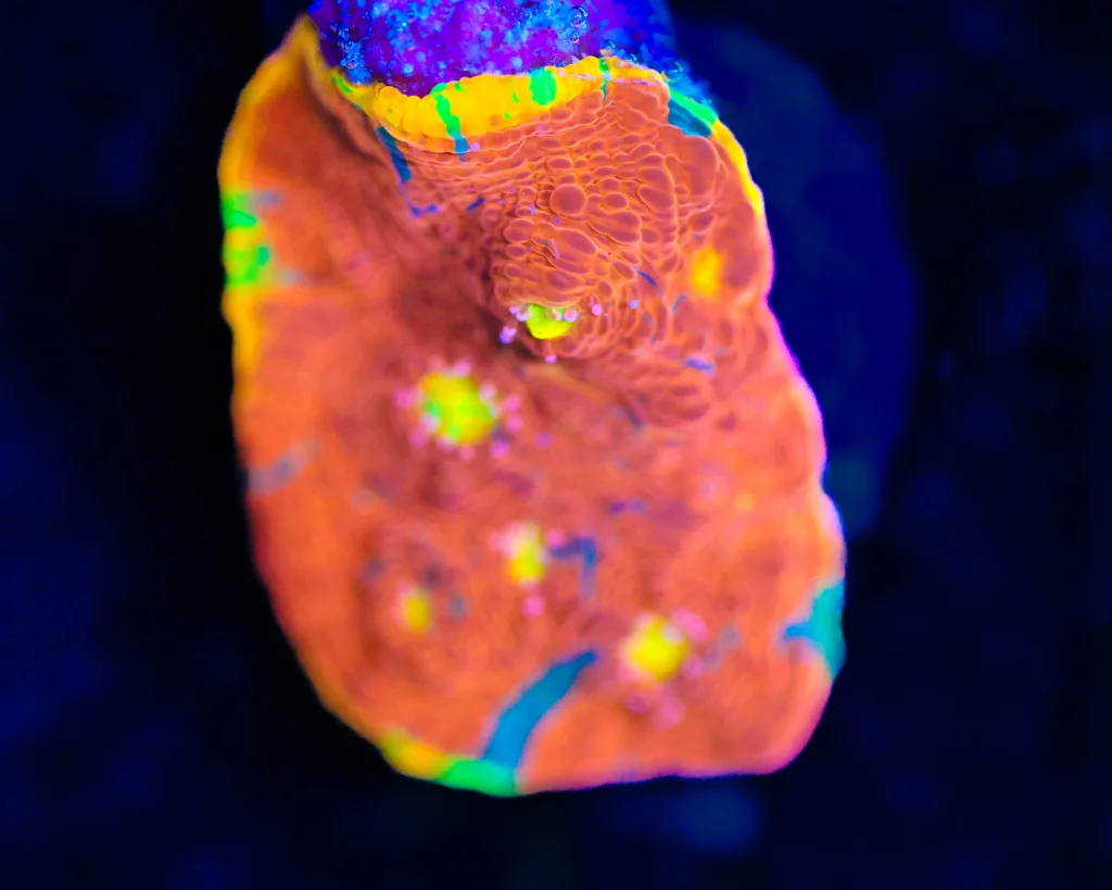Frag Box Corals