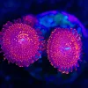 Wysiwyg 2x Campfire Zoanthid Frag [F23] *FREE SHIPPING Minmum $199 livestock spend*