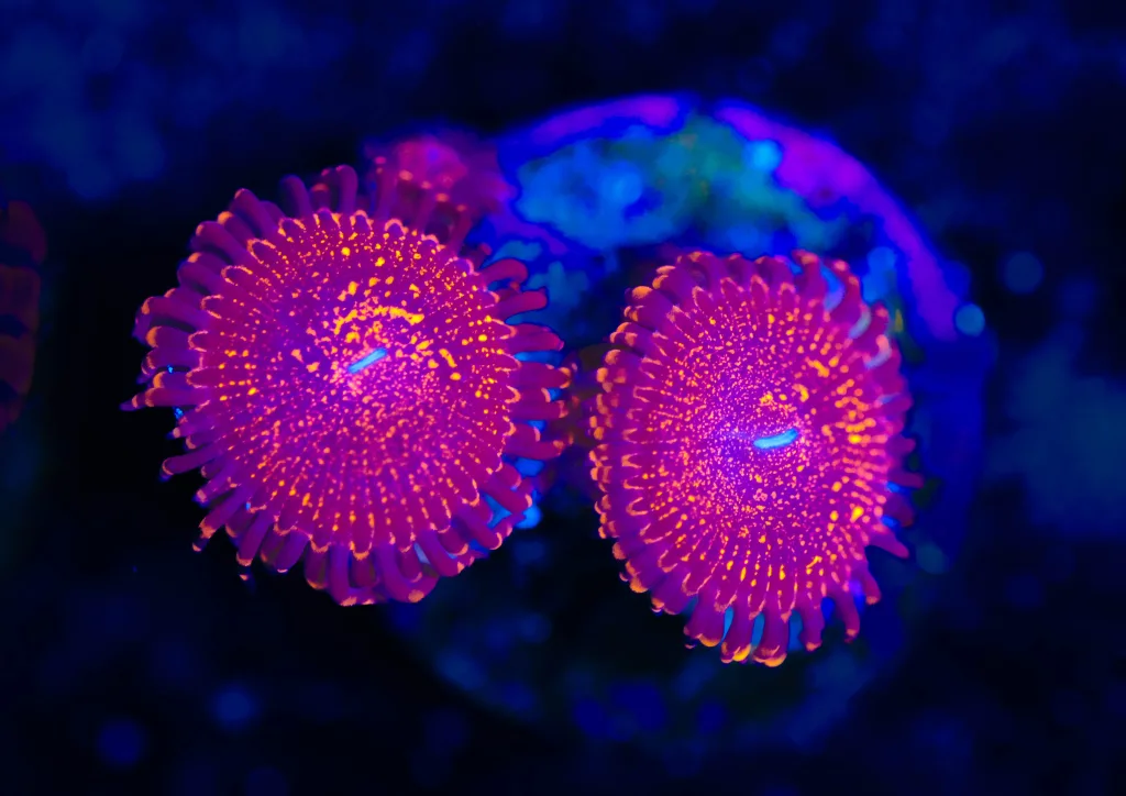 Frag Box Corals