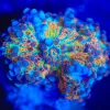 Wysiwyg Yuma Frag [F26] *Free shipping – minimum $199 livestock spend*