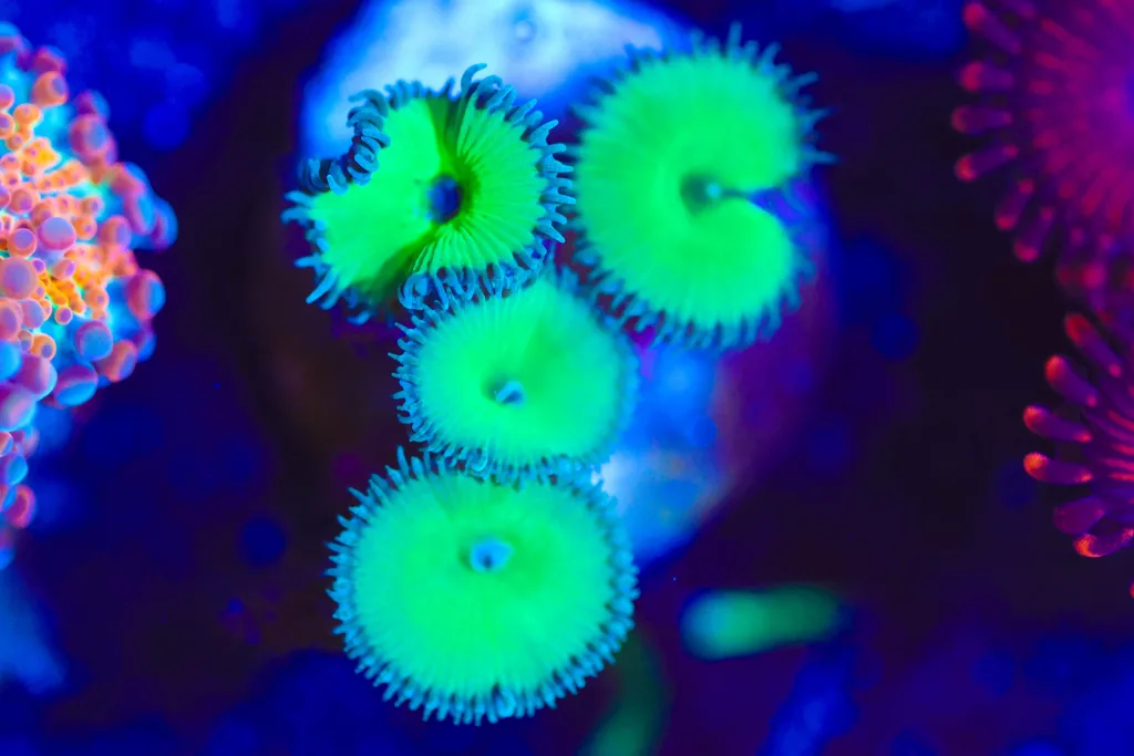 Frag Box Corals
