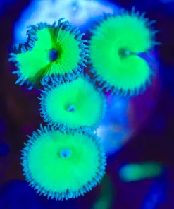 Wysiwyg Nuclear Death x 4 Frag [F27]