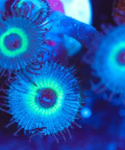 Wysiwyg Blue Macaw Paly x 3 [F29]