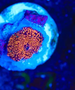 Wysiwyg Tiny Orange Interstellar Mushroom [F37]