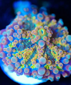 Wysiwyg Golden Colored Ricordea Yuma Mushroom [F39]