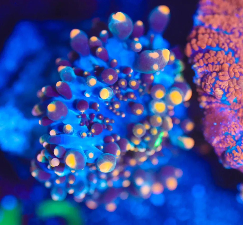 Frag Box Corals