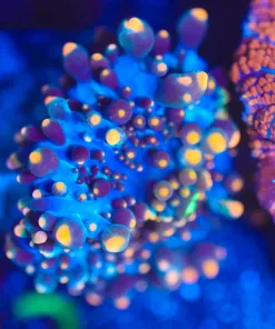 Wysiwyg Yuma Coral [F43]