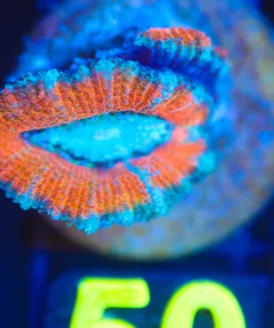 Wysiwyg Acan Frag [F50]