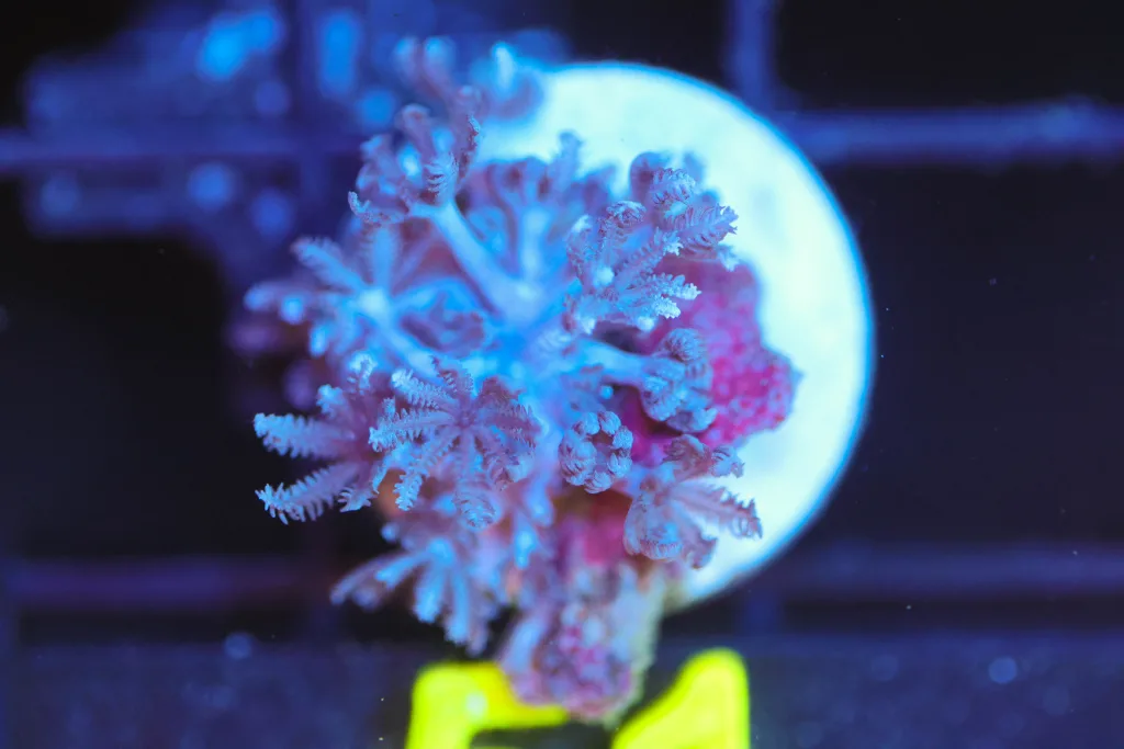 Frag Box Corals
