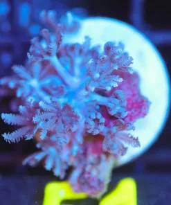 Wysiwyg Xenia Frag [F51]