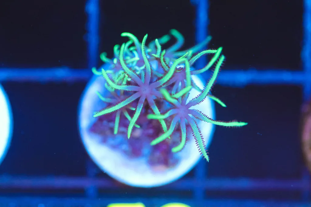 Frag Box Corals