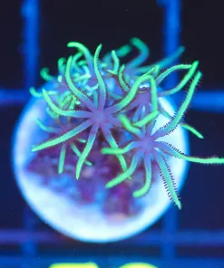 Wysiwyg GSP Frag [F52]