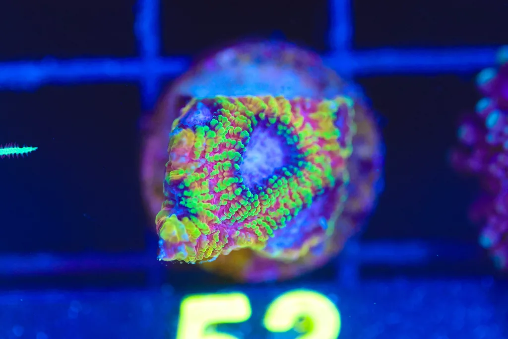 Frag Box Corals