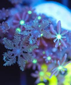 Wysiwyg Daisy Coral Frag [F57]