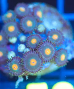 Wysiwyg Small Zoanthid Frag [F58]