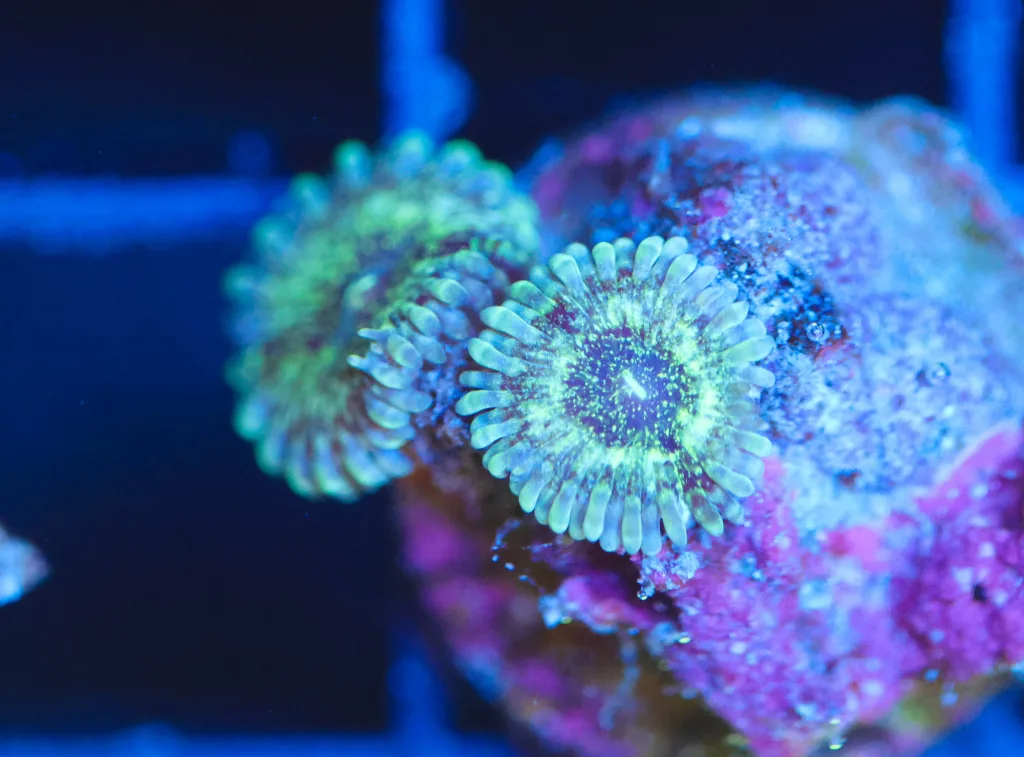 Frag Box Corals