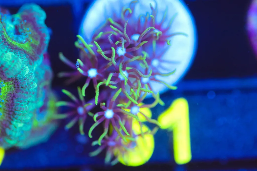 Frag Box Corals