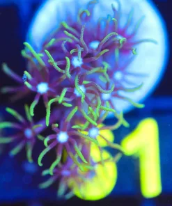 Wysiwyg White Mouth GSP Frag [F61]