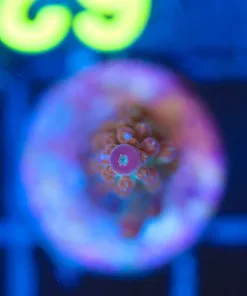 Wysiwyg Acropora Frag [F62]