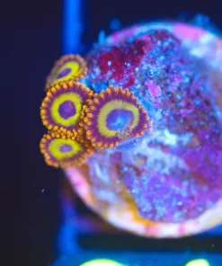 Wysiwyg Small Fruit Loops  Frag [F64]