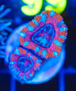 Wysiwyg Pink Acan Frag [F66]