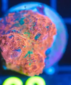 Wysiwyg Unique Chalice Frag [F68]