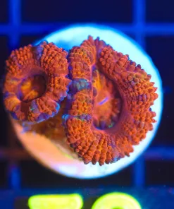 Wysiwyg Orange Acan Frag [F72]