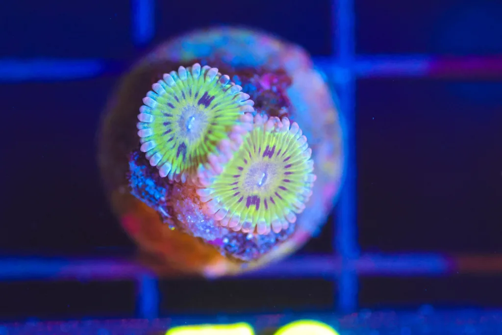 Frag Box Corals