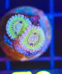 Wysiwyg Yellow Blaster Zoanthid Frag [F73]*Free shipping – minimum $199 livestock spend*