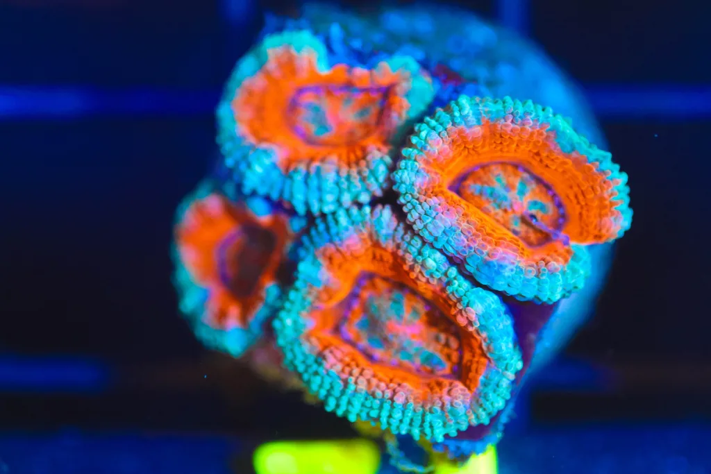 Frag Box Corals
