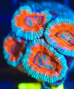 Wysiwyg Acan Frag [F74]