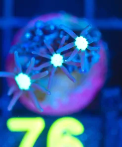 Wysiwyg Tiny Daisy Frag [F76]