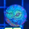 Wysiwyg Fairy Dust Zoa Frag [F77]