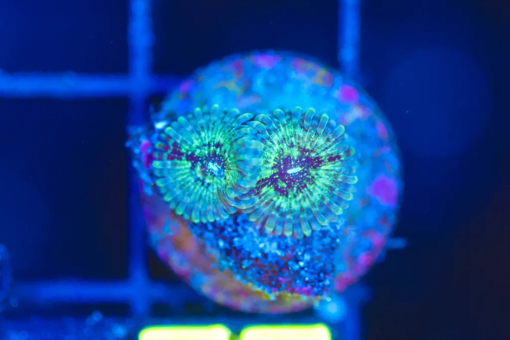 Frag Box Corals