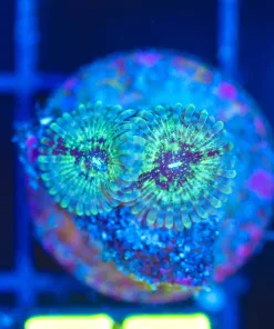 Wysiwyg Fairy Dust Zoa Frag [F77]