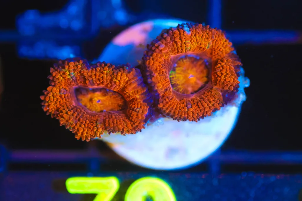 Frag Box Corals