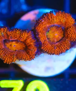 Wysiwyg Acan Frag [F79]