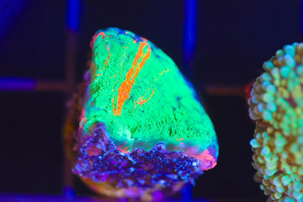Frag Box Corals