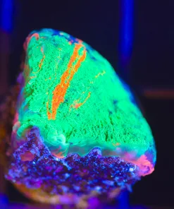 Wysiwyg Small Scoly Frag [F80]