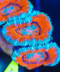 Wysiwyg Acan Frag [F84]