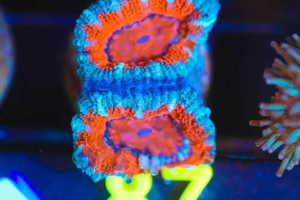 Frag Box Corals