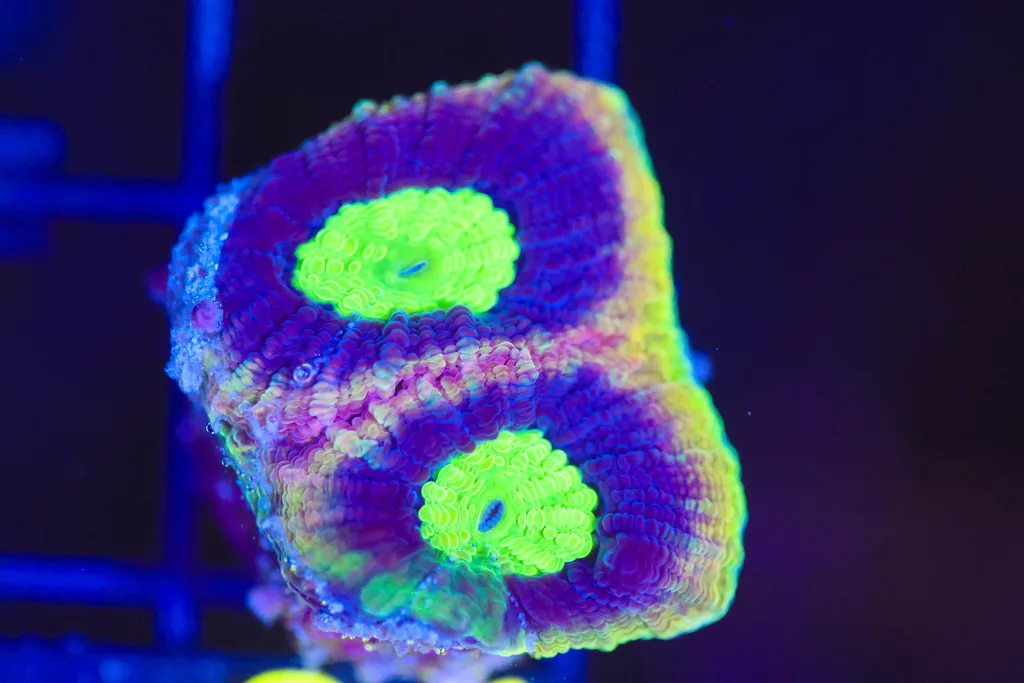 Frag Box Corals