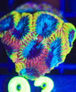 Wysiwyg  Wolverine Favia Frag [F93] *FREE SHIPPING Minimum $199lives stock spend*